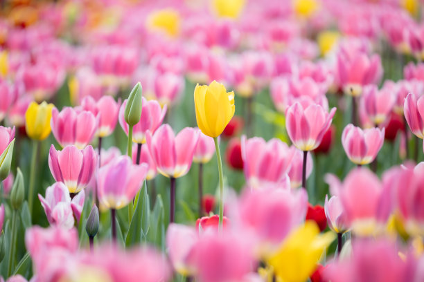 在西澳大利亚州珀斯的阿拉卢恩植物园，美丽的黄色郁金香在粉色郁金香丛中图片下载