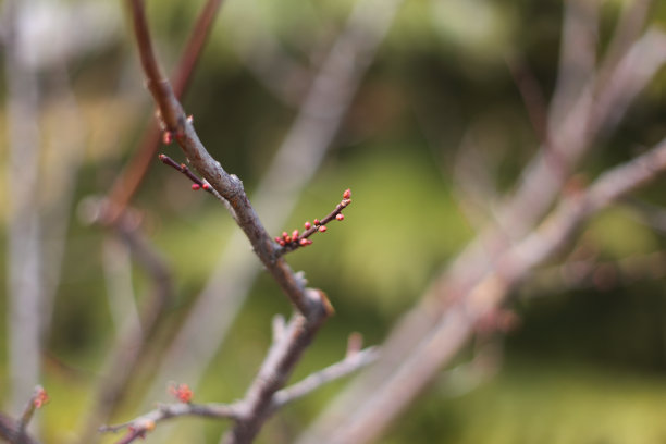 春天树芽图片下载