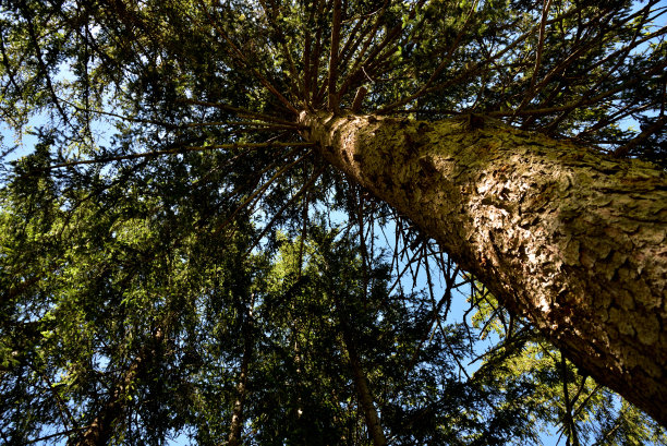 天空中有大头发图片下载