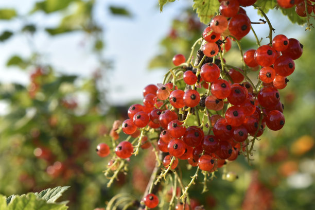 夏天花园里灌木上多汁的红醋栗科浆果图片下载