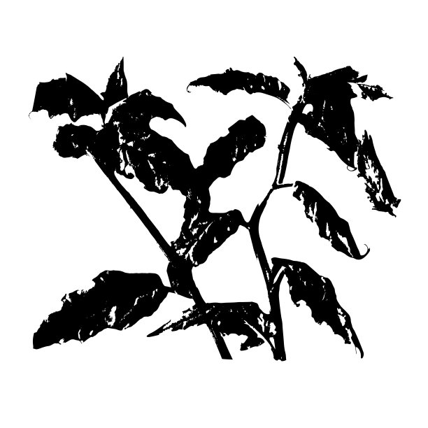 黑色抽象向量背景与树叶。图片下载