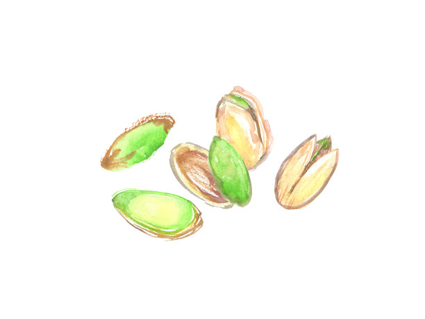 开心果插图画水彩图片下载