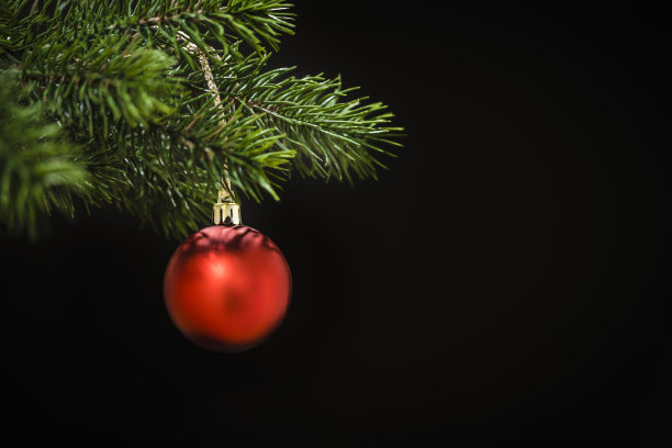 黑色背景的松枝上挂着圣诞球图片下载