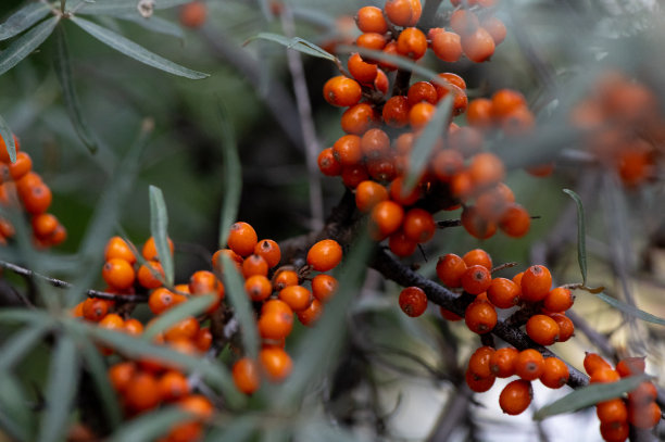 秋天的沙棘浆果图片下载