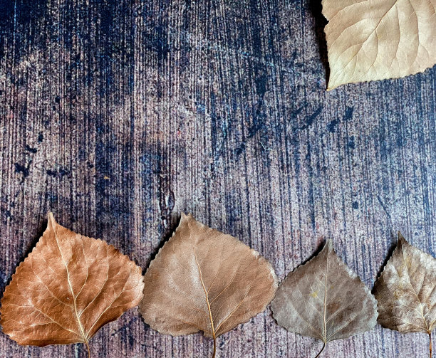 背景是秋天的树叶图片下载