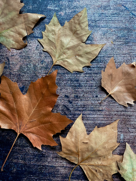 背景是秋天的树叶图片下载