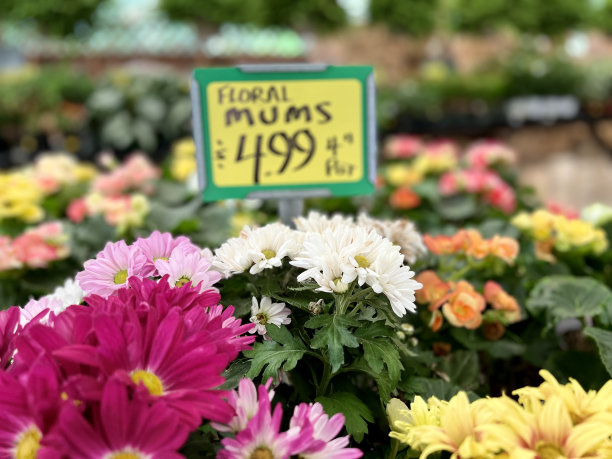 出售花菊花图片下载