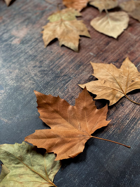 背景是秋天的树叶图片下载