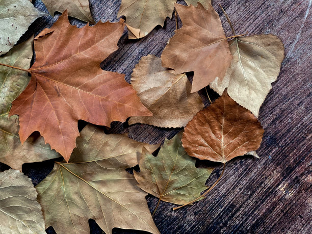 背景是秋天的树叶图片下载