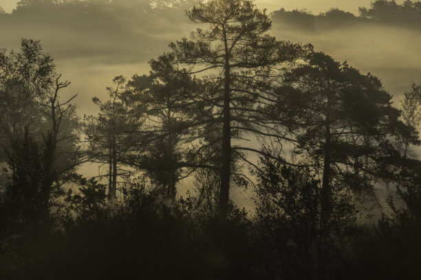 容光焕发的雾蒙蒙的日出图片下载