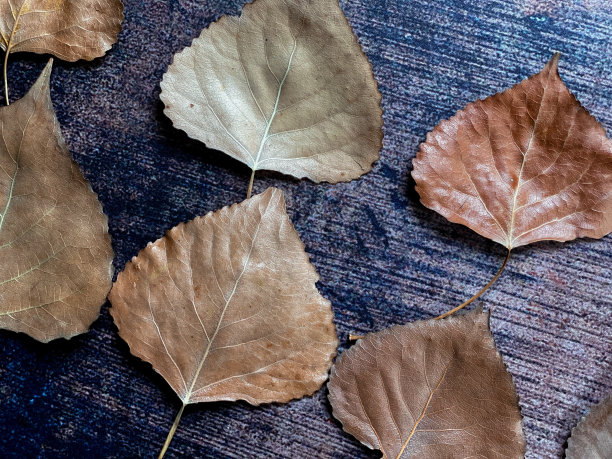 背景是秋天的树叶图片下载