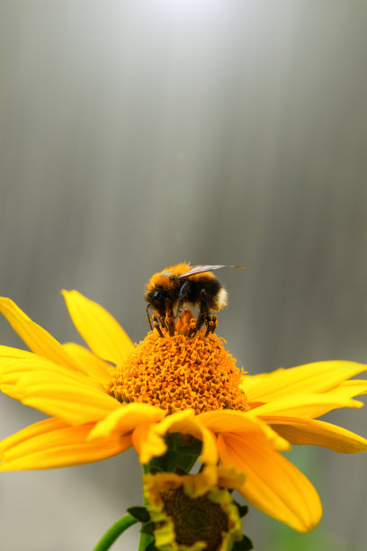 大黄蜂。在一个阳光明媚的日子里，一只大黄蜂坐在一朵黄色的花上。宏观水平摄影图片下载