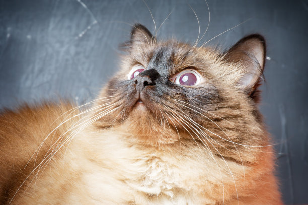 猫品种涅瓦彩妆彩点。微距照片的宠物在一个黑色的背景。图片下载