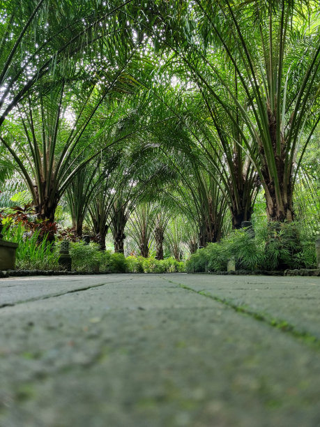 这条路长满了青苔，很凉爽图片下载