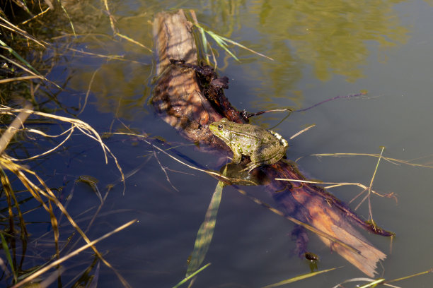 一只绿色的青蛙正在湖中漂浮的树枝上休息。图片下载