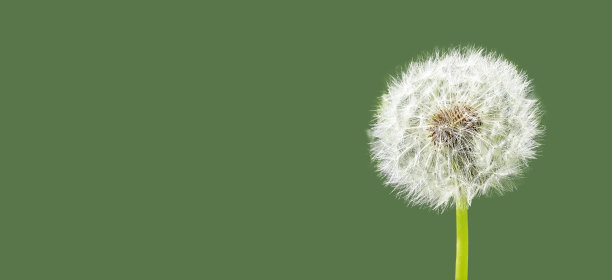 绒毛蒲公英花在绿色最小的背景图片下载