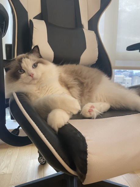 猫坐在游戏椅上图片下载