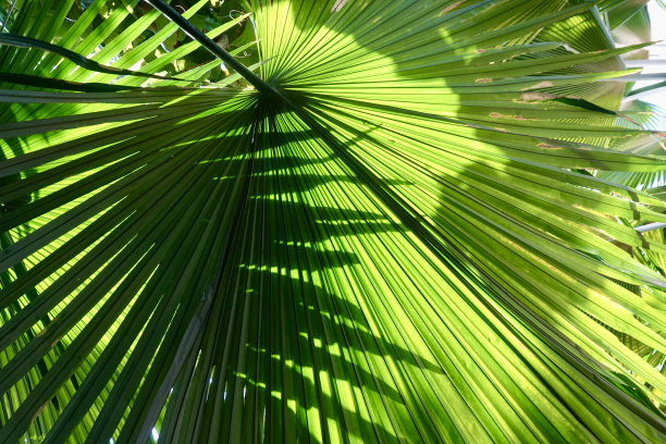 层层叠叠的棕榈叶被阳光背光照射图片下载