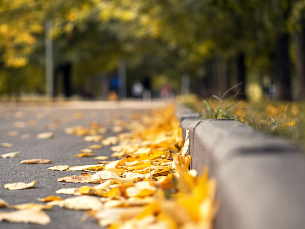 黄叶铺在人行道上。秋天的概念。图片下载