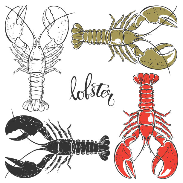 龙虾。手绘矢量插图，白色背景上4个孤立的元素。完美的菜单装饰，邀请，卡片和作为一个设计元素。图片下载