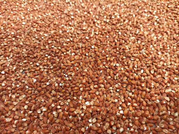 布朗高粱种子图片下载