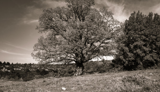 森林里一棵大橡树的黑白图像。图片下载