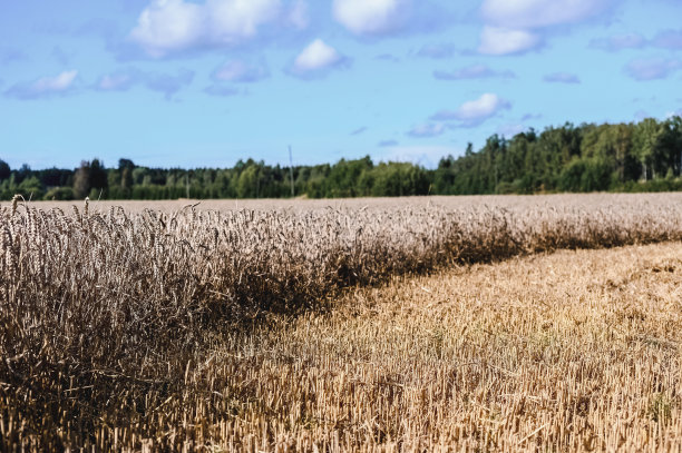 在阴云密布的天空下，夏天种有成熟黑麦或小麦的田野。现代农业图片下载