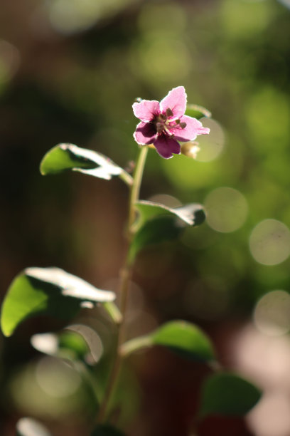枸杞或枸杞的紫色花图片下载