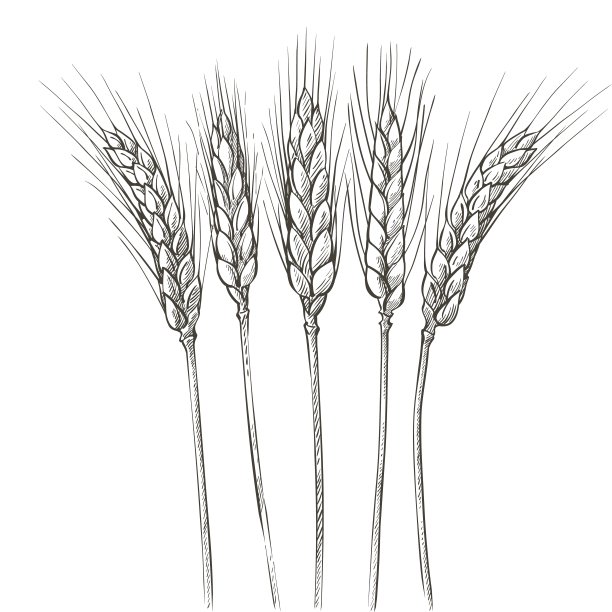 耳朵的小麦。大麦谷物丰收、穗、谷粒、玉米、农业、有机农业、健康食品的象征。面包店的设计元素。矢量图图片下载