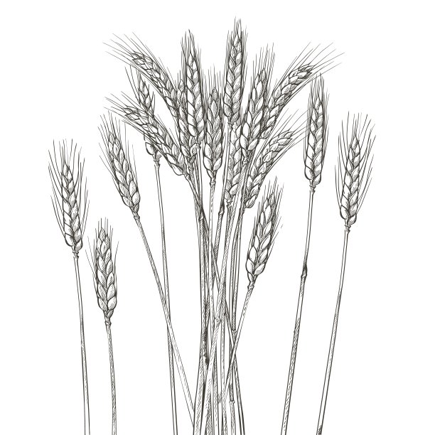 耳朵的小麦。大麦谷物丰收、穗、谷粒、玉米、农业、有机农业、健康食品的象征。面包店的设计元素。矢量图图片下载