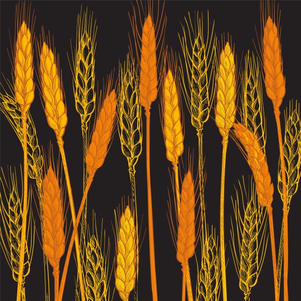 耳朵的小麦。大麦谷物丰收、穗、谷粒、玉米、农业、有机农业、健康食品的象征。面包店的设计元素。矢量图图片下载