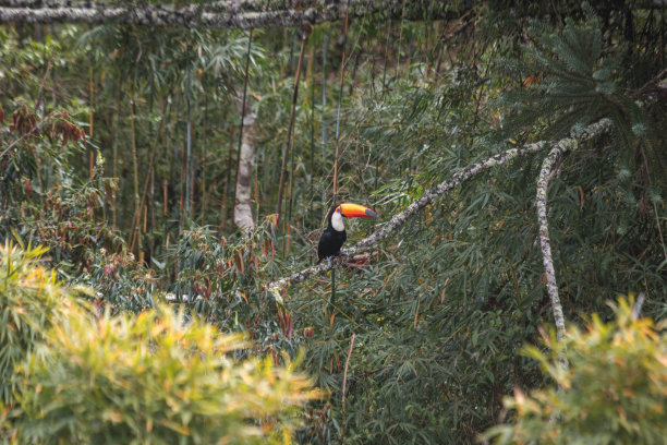 美丽的雄性巨嘴鸟图片下载