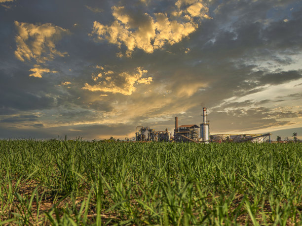 甘蔗种植园、农场、夕阳商业在背景中的选择重点图片下载