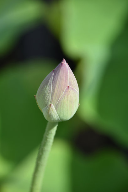 池塘里含苞待放的荷花特写图片下载