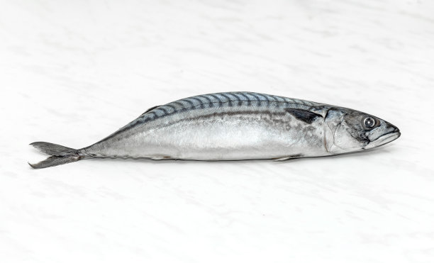 大西洋鲭鱼图片下载