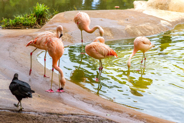粉红鸟-黑鸟图片下载