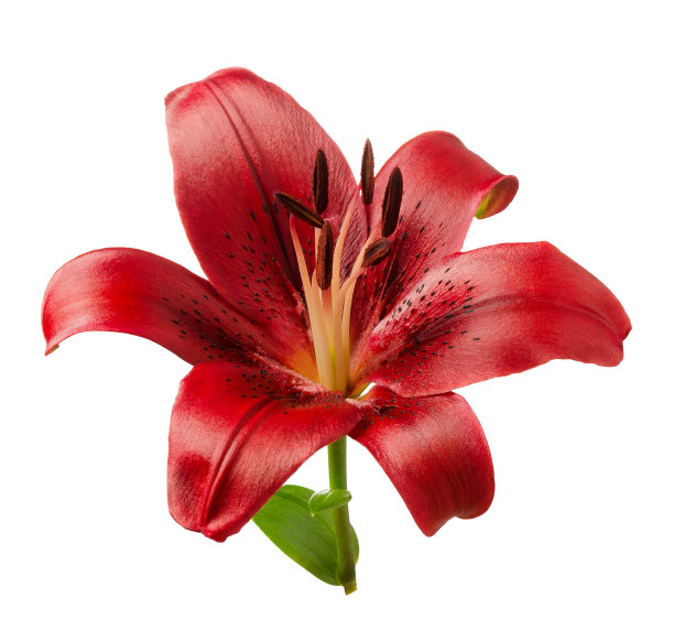 百合红色花头特写照片孤立在白色背景图片下载