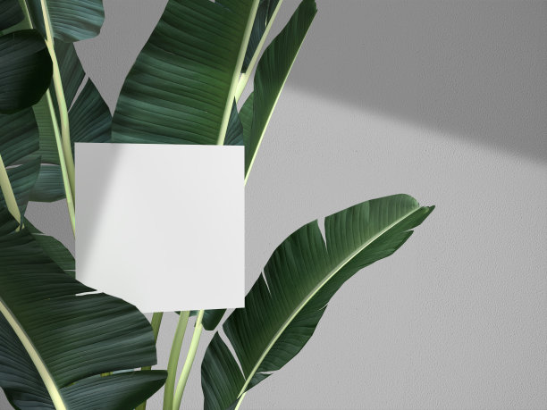 卡片模型与自然的树叶和影子。演示品牌的模型设计模板。三维渲染图片下载