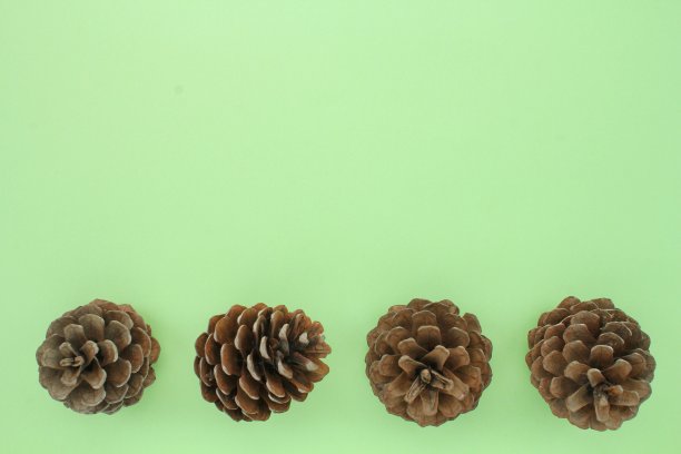 孤立在绿色背景上的针叶树松树冷杉球果。创意圣诞假期作文图片下载