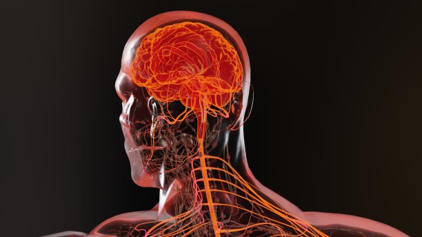 人脑神经系统解剖学，副交感神经和交感神经的医学图。医学精确中心器官3d渲染图片下载