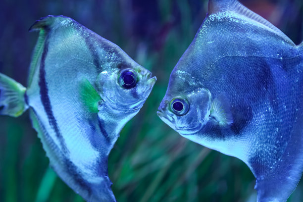 五颜六色的银鱼在月亮的形状，静静地游在水里。图片下载