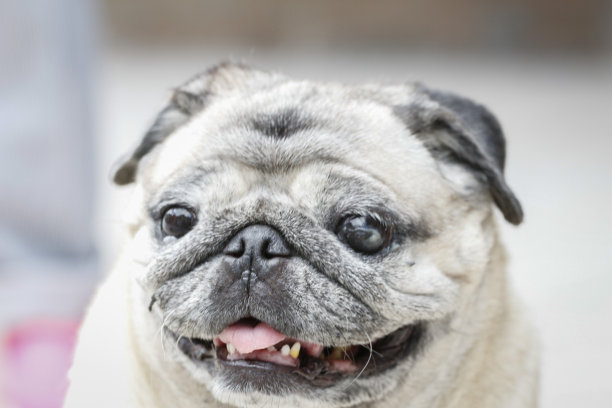 漂亮的狗画像图片下载