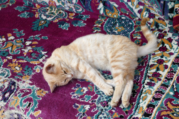 地毯上的猫图片下载