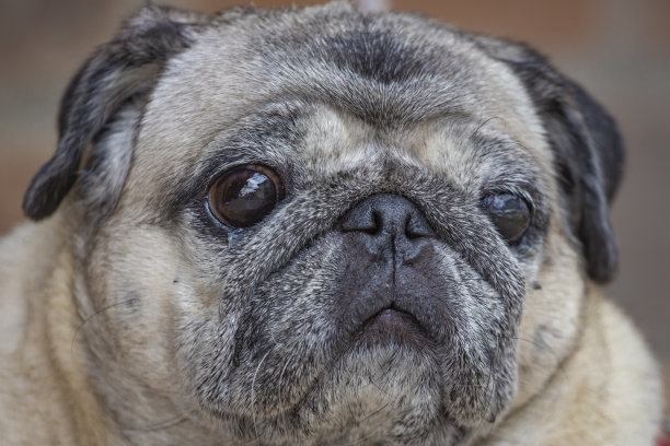 漂亮的狗画像图片下载