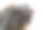 三条纹夜猴(Aotus trivirgatus)，也被称为北方夜猴或北方猫头鹰猴图片下载