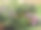 春天的花坛里有许多种芳香的花图片下载