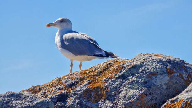 海鸥在岩石上观望图片下载