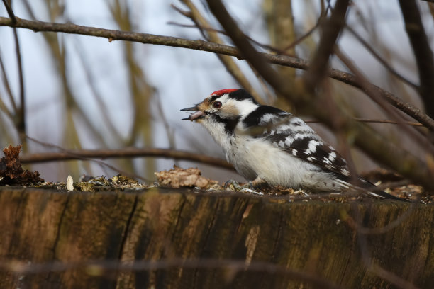 斑点较小的啄木鸟(小啄木鸟)，雄性在腐烂的树桩上吃幼虫。图片下载