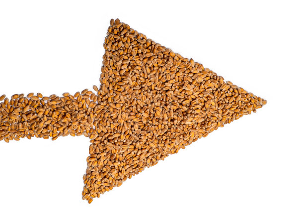 白色背景上孤立的箭头形式的小麦。图片下载