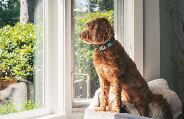 邻居家看门的狗坐在窗边。图片下载